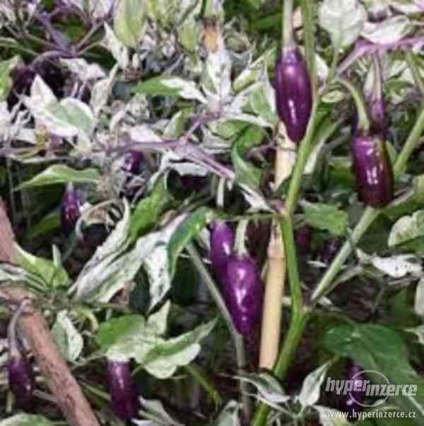 Chilli Purple Tiger - semena - foto 1