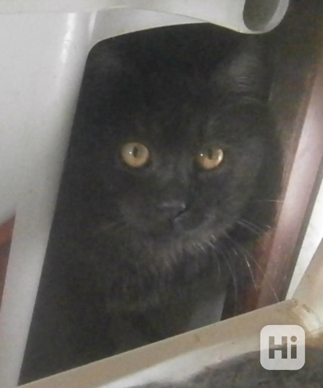 Černý až kouřový, 11měsíční Sam hledá domov.  - foto 1