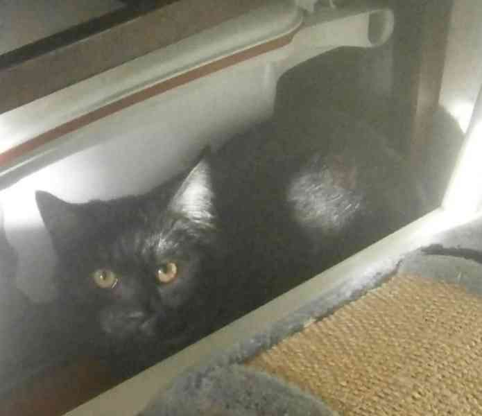 Černý až kouřový, 11měsíční Sam hledá domov.  - foto 4