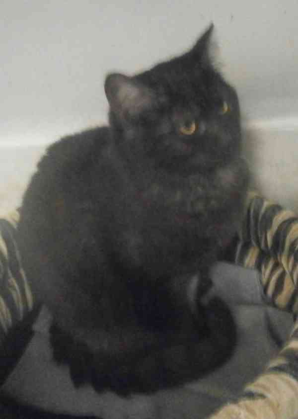 Černý až kouřový, 11měsíční Sam hledá domov.  - foto 3