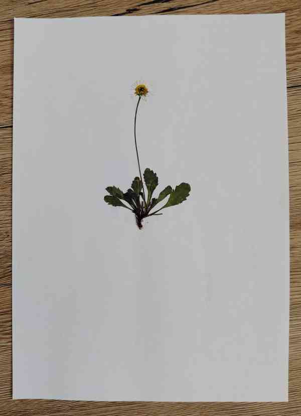 Vytvořím herbář - foto 2