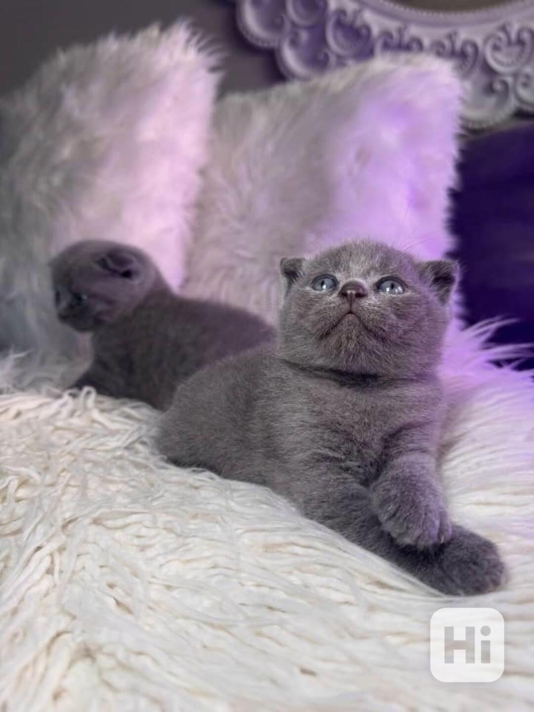 💙 Krásné modré kotě skotského klapoucha k dispozici 💙 - foto 1