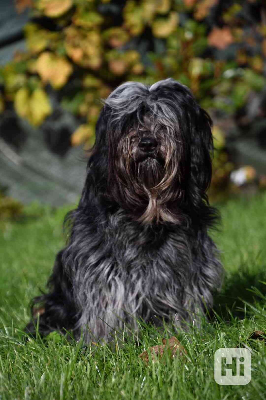 Plemeno zvané chlupatý šašek s PP - foto 1