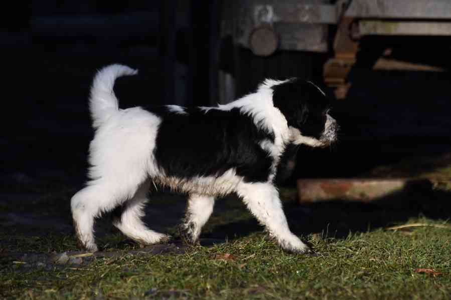 Plemeno zvané chlupatý šašek s PP - foto 6