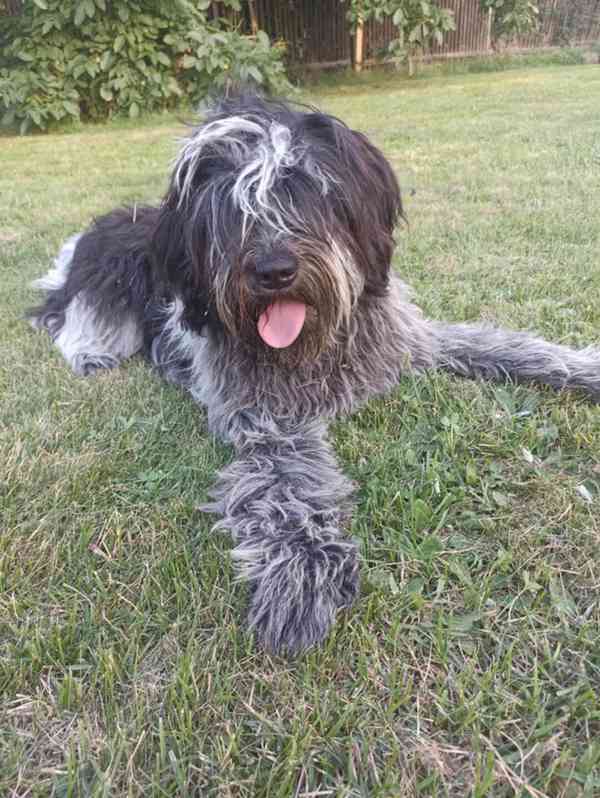 Plemeno zvané chlupatý šašek s PP - foto 5