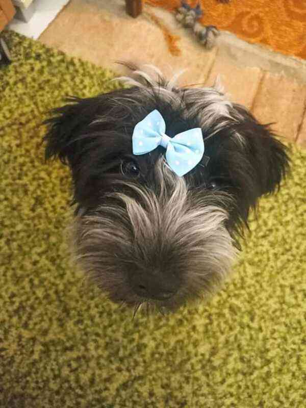 Plemeno zvané chlupatý šašek s PP - foto 4