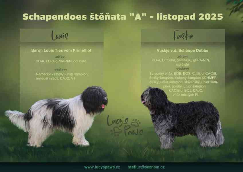 Plemeno zvané chlupatý šašek s PP - foto 13