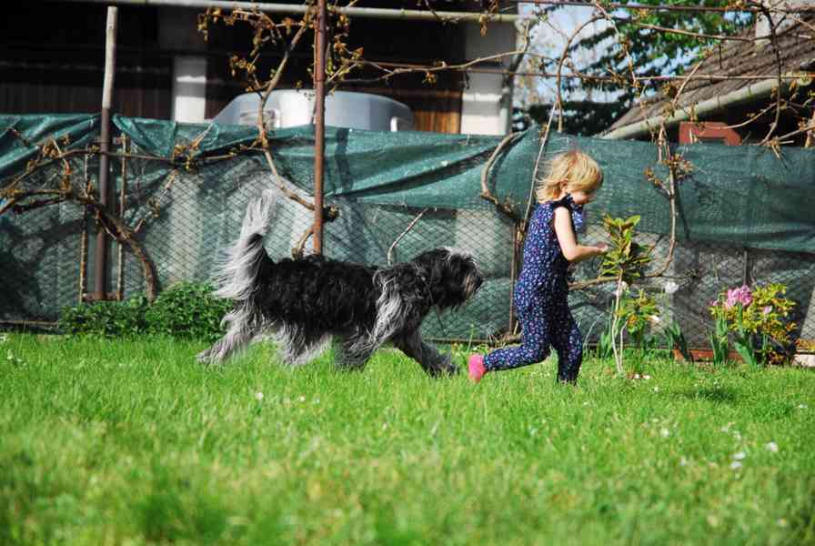 Plemeno zvané chlupatý šašek s PP - foto 2
