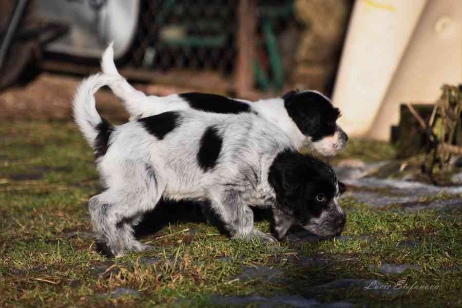 Plemeno zvané chlupatý šašek s PP - foto 7