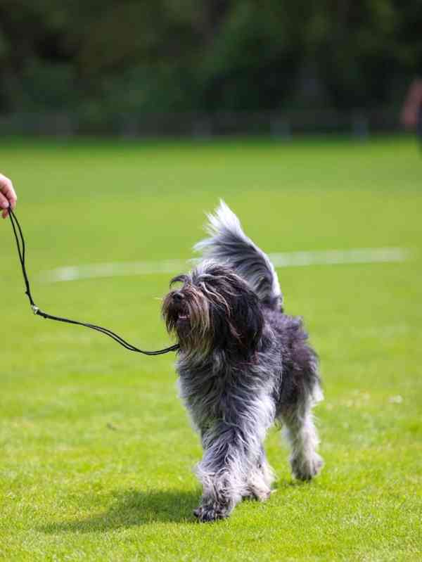 Plemeno zvané chlupatý šašek s PP - foto 12