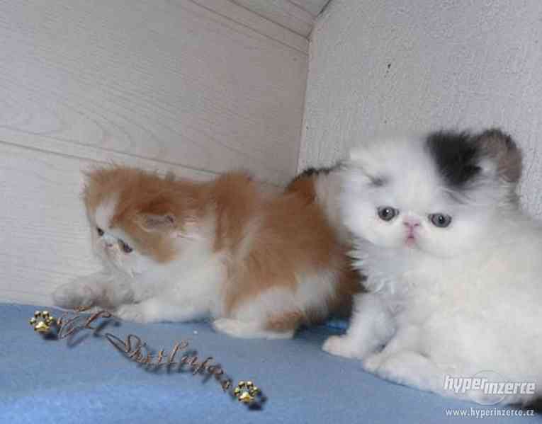 Perské koťata pro návrat do vlasů - foto 1