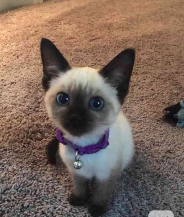 Siamská koťátka k volné adopci ,, - foto 1