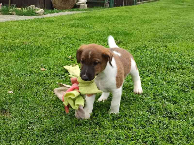 Do rezervace pejsek foxteriér hladkosrstý - bazar - Hyperinzerce.cz