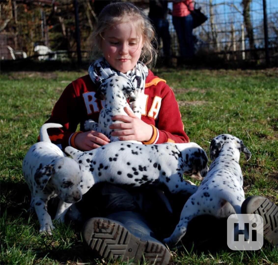 Krásní, vynikající štěňata dalmatinů, kluk a fenka - foto 1