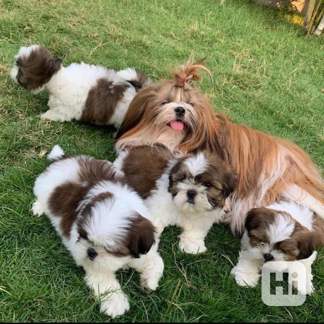 SHIH TZU Tricolor !!! / / - foto 1