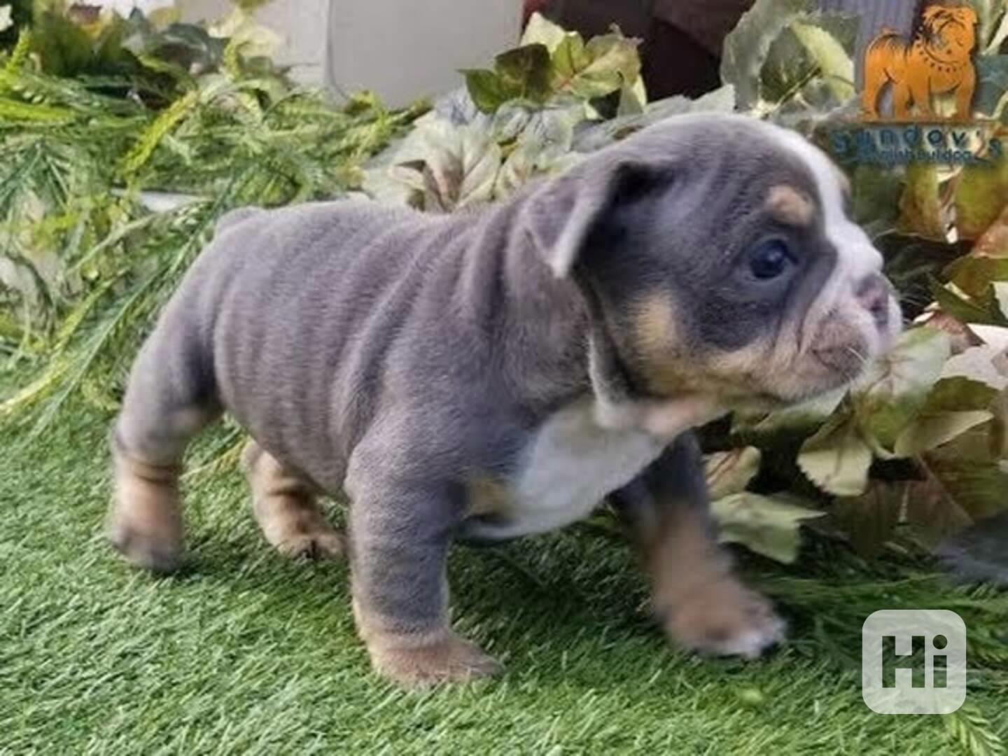 Tato nádherná štěňata anglického buldoka  - foto 1