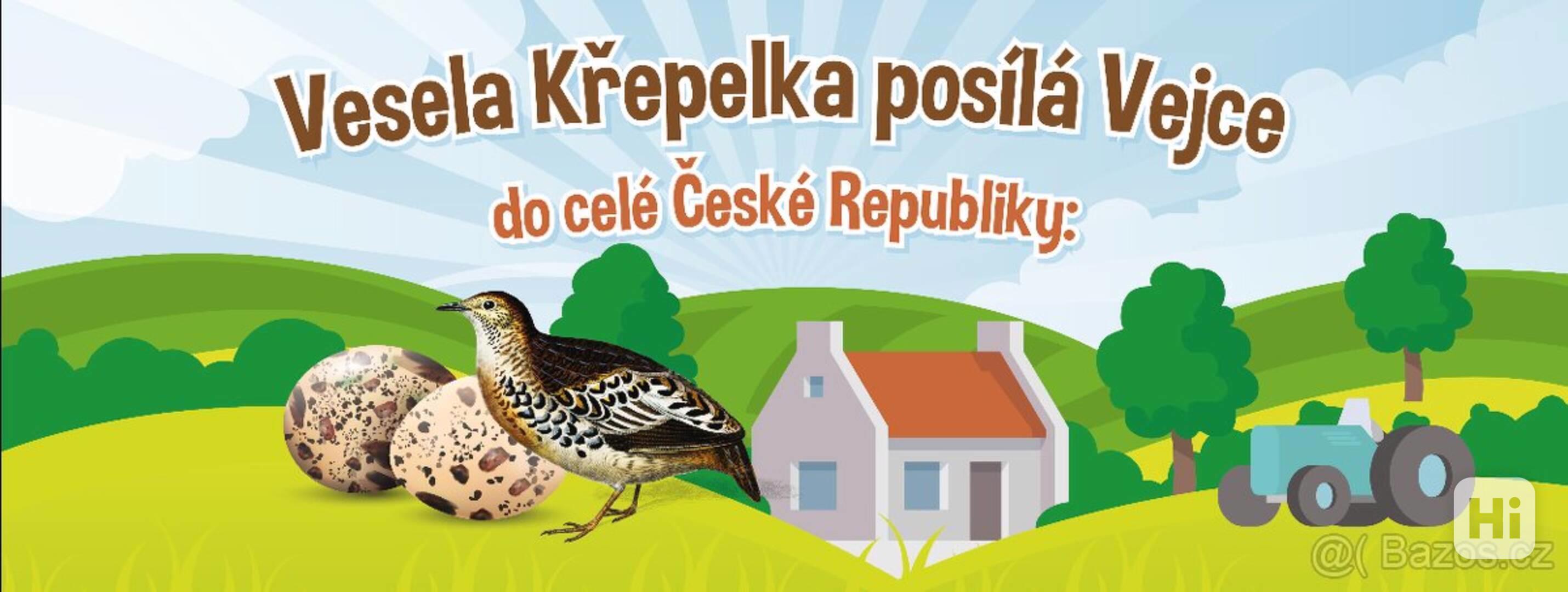 AKCE Veselá křepelka - Křepelčí Vejce do líhně  - foto 1