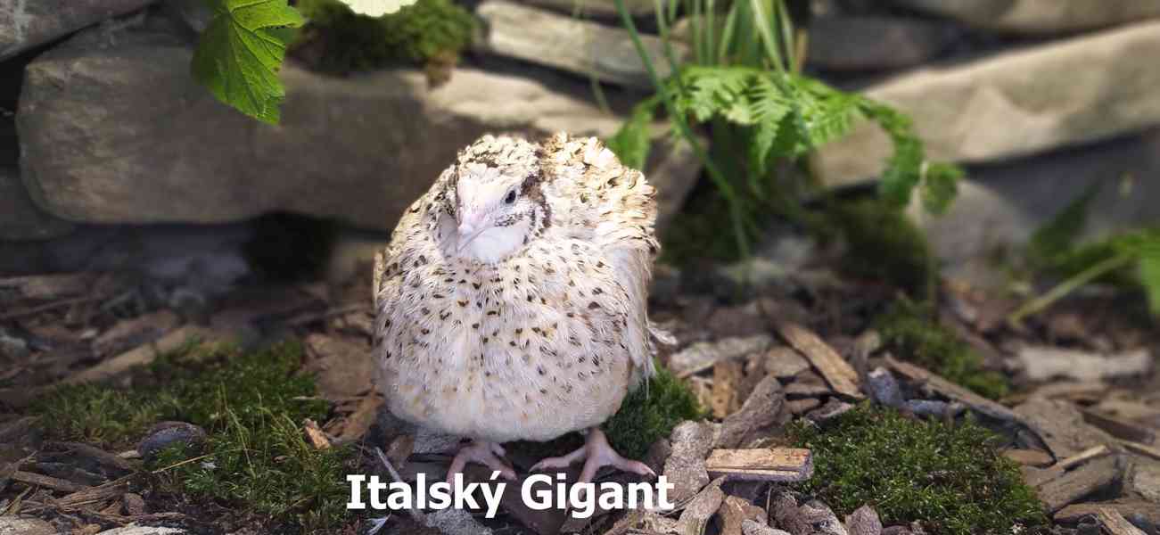 AKCE Veselá křepelka - Křepelčí Vejce do líhně  - foto 3