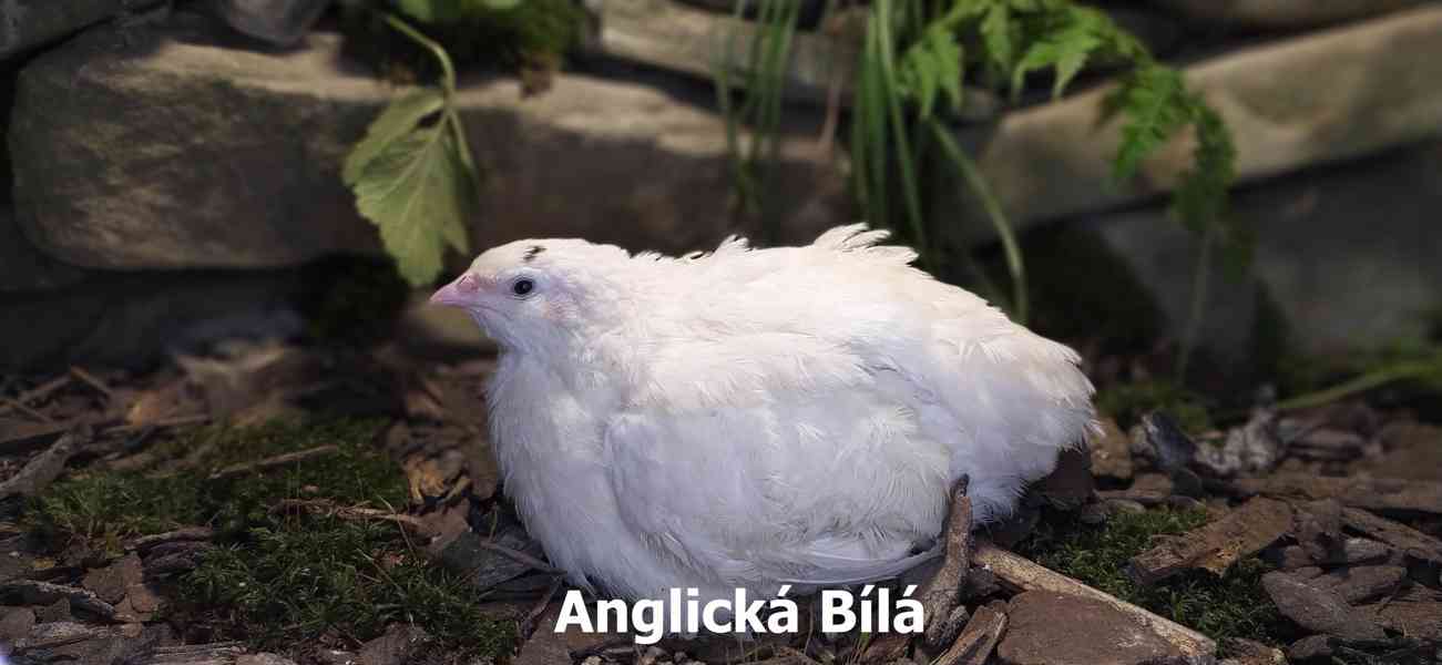 AKCE Veselá křepelka - Křepelčí Vejce do líhně  - foto 2