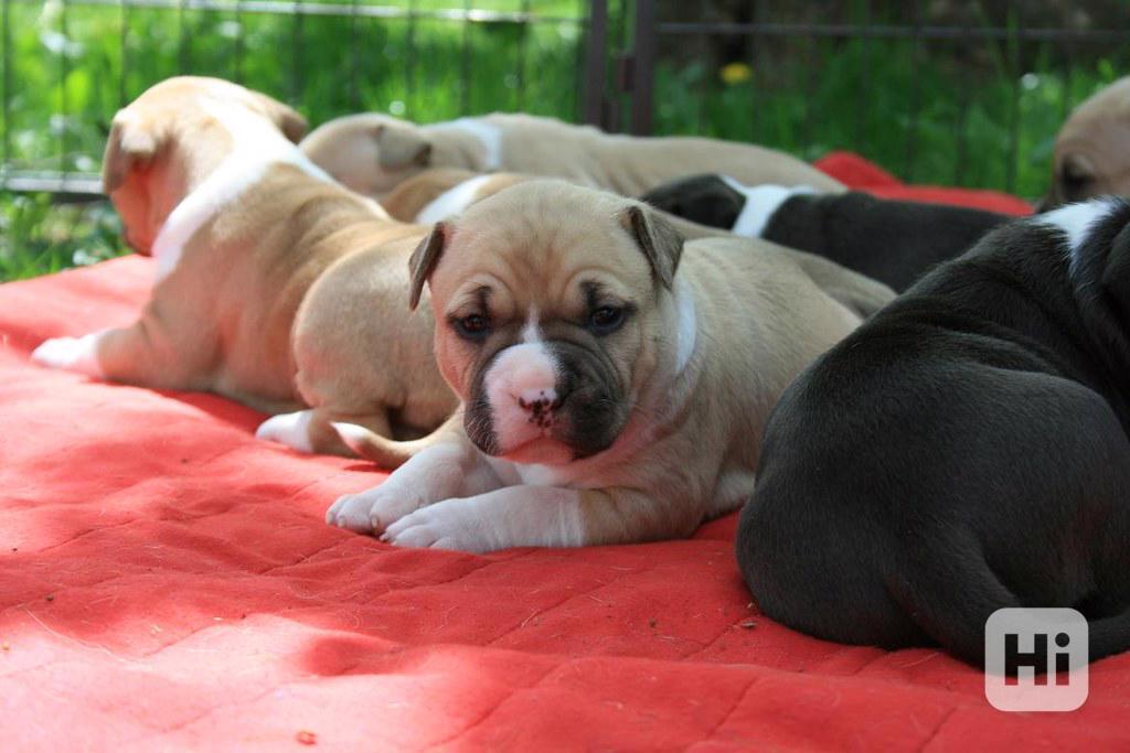 Registrovaná štěňata pitbula k adopci Registrovaná štěňata  - foto 1