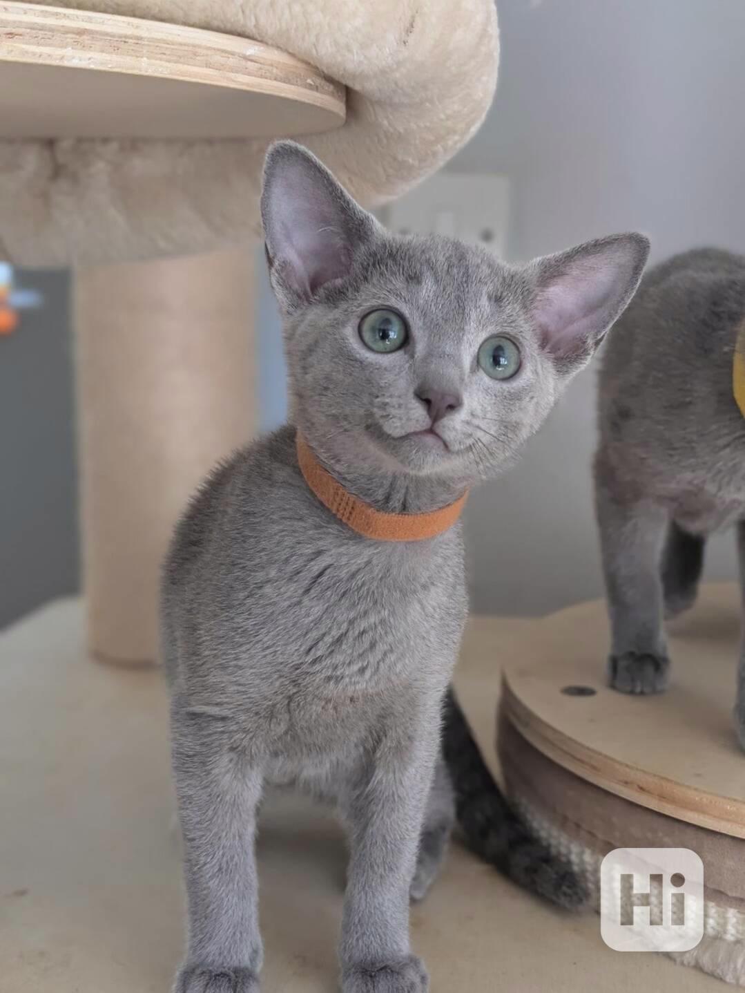 Roztomilá a bezplatná ruská modrá koťátka k bezplatné adopci - foto 1