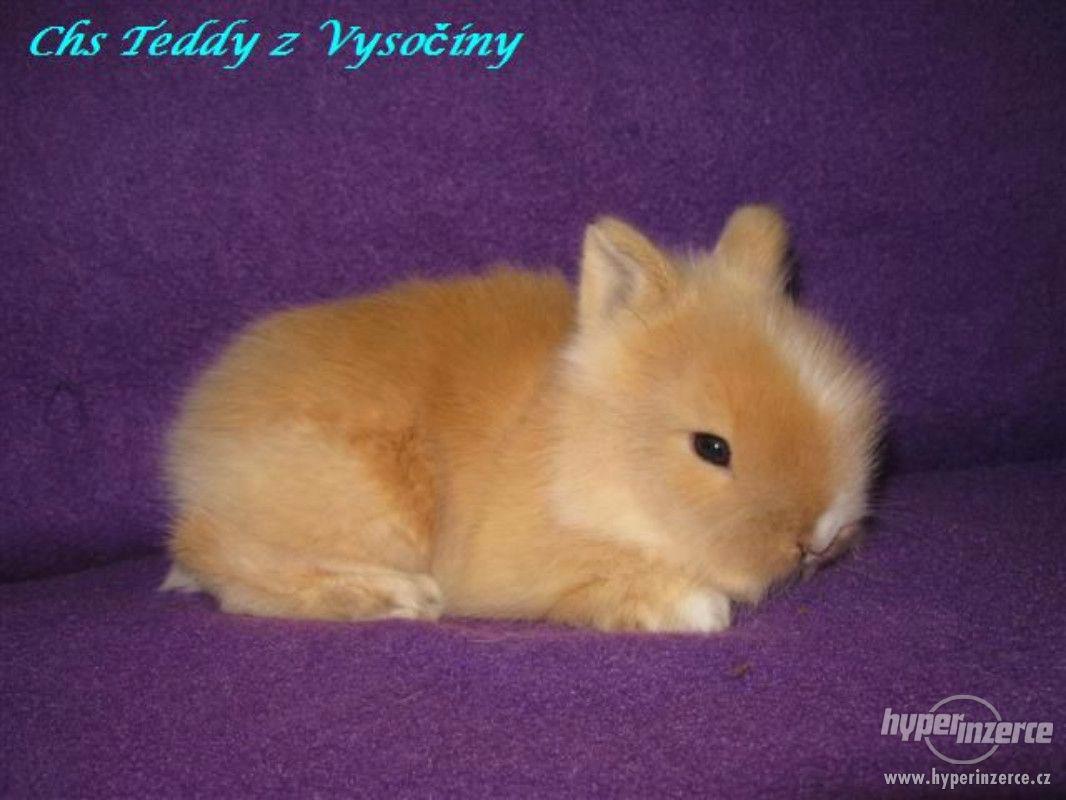 Teddy miminka s VP - foto 1