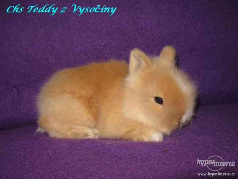 Teddy miminka s VP - foto 1