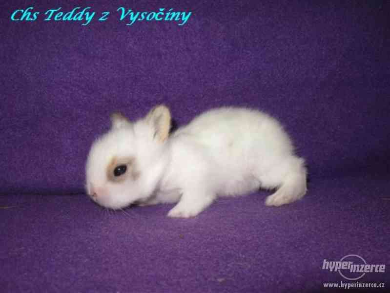 Teddy miminka s VP - foto 5