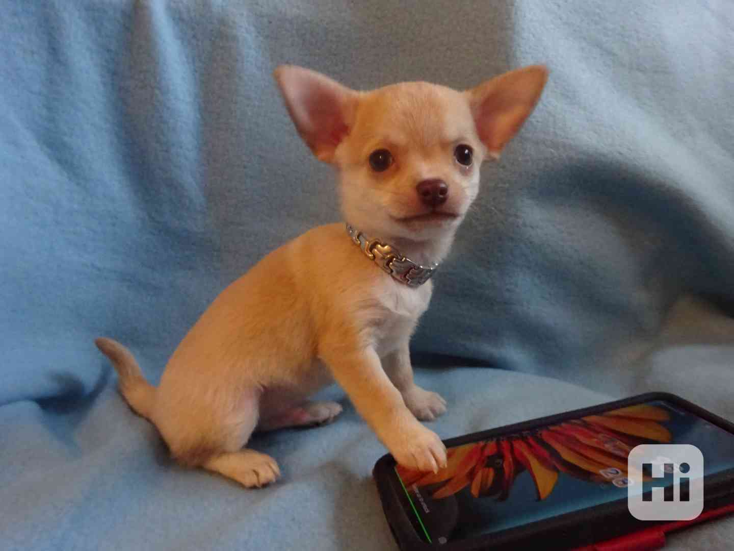 Nabízím štěňátko čivava bez PP, krátkosrstý pejsek. - foto 1