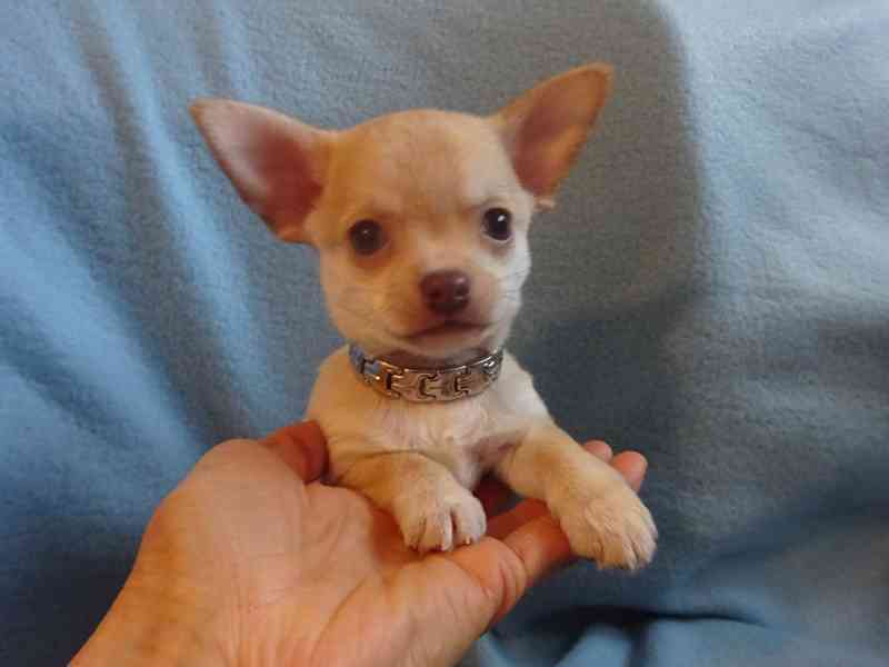 Nabízím štěňátko čivava bez PP, krátkosrstý pejsek. - foto 5