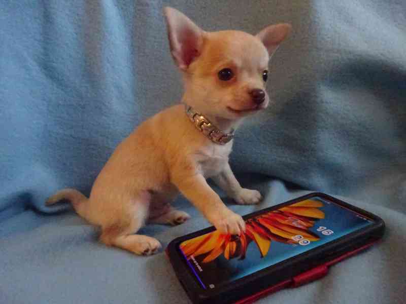 Nabízím štěňátko čivava bez PP, krátkosrstý pejsek. - foto 3