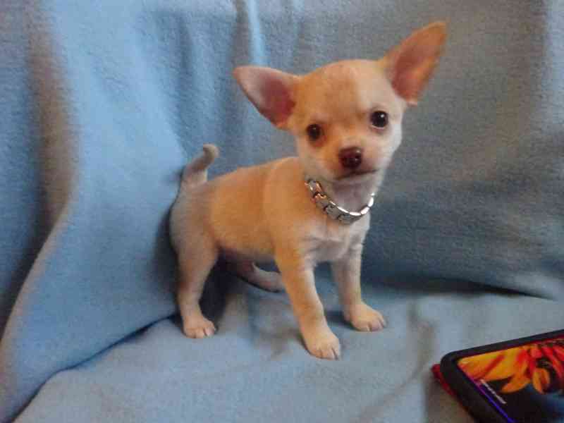 Nabízím štěňátko čivava bez PP, krátkosrstý pejsek. - foto 4