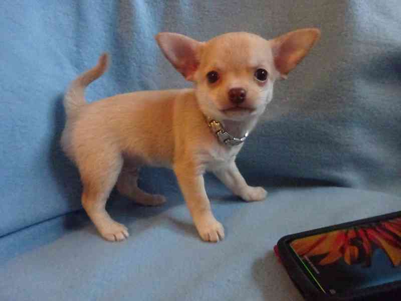 Nabízím štěňátko čivava bez PP, krátkosrstý pejsek. - foto 2