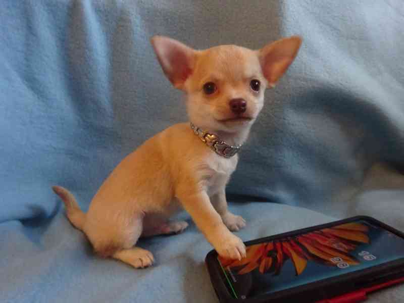 Nabízím štěňátko čivava bez PP, krátkosrstý pejsek. - foto 1