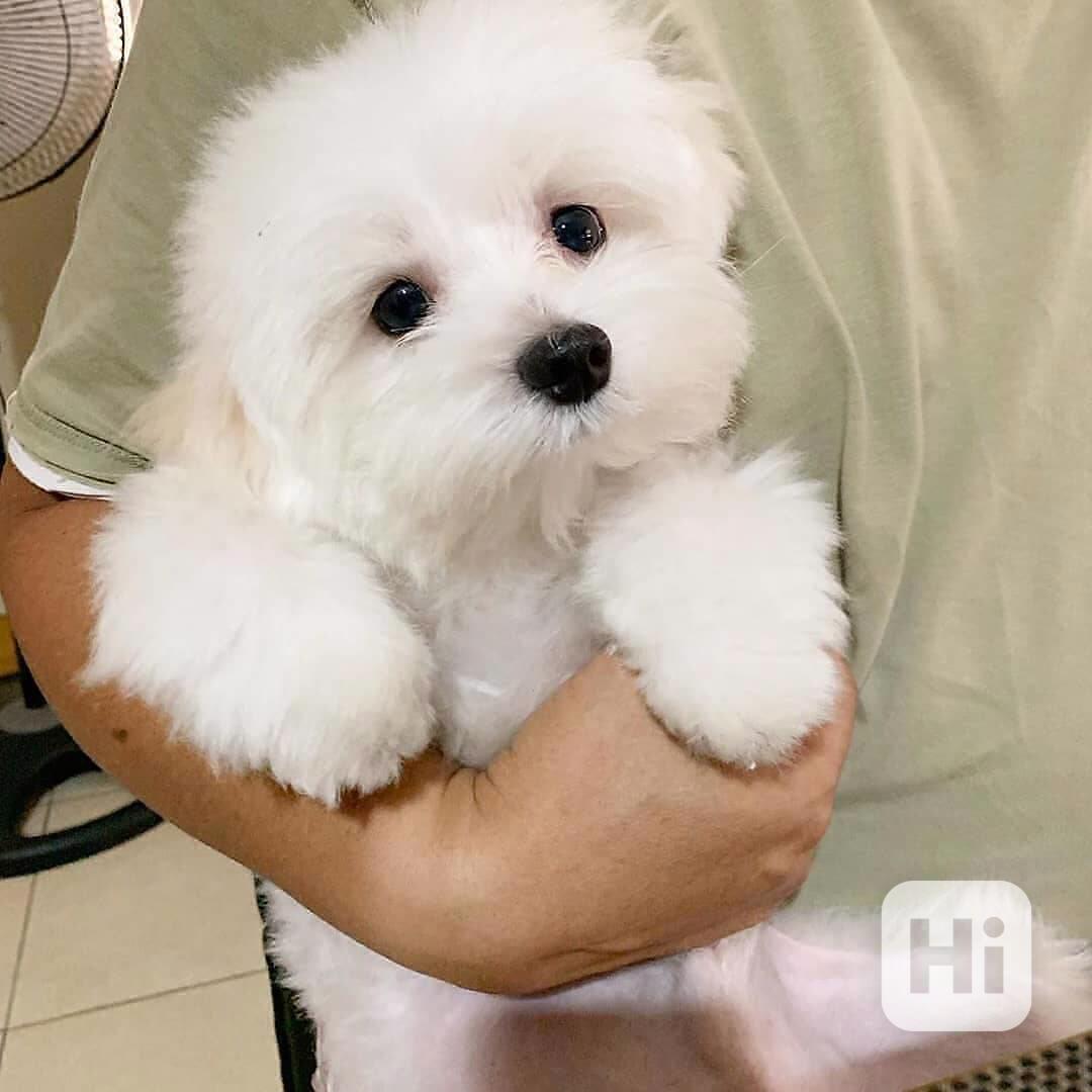 Štěňata maltézského ovčáka. whatsapp nás: +447490124950 - foto 1