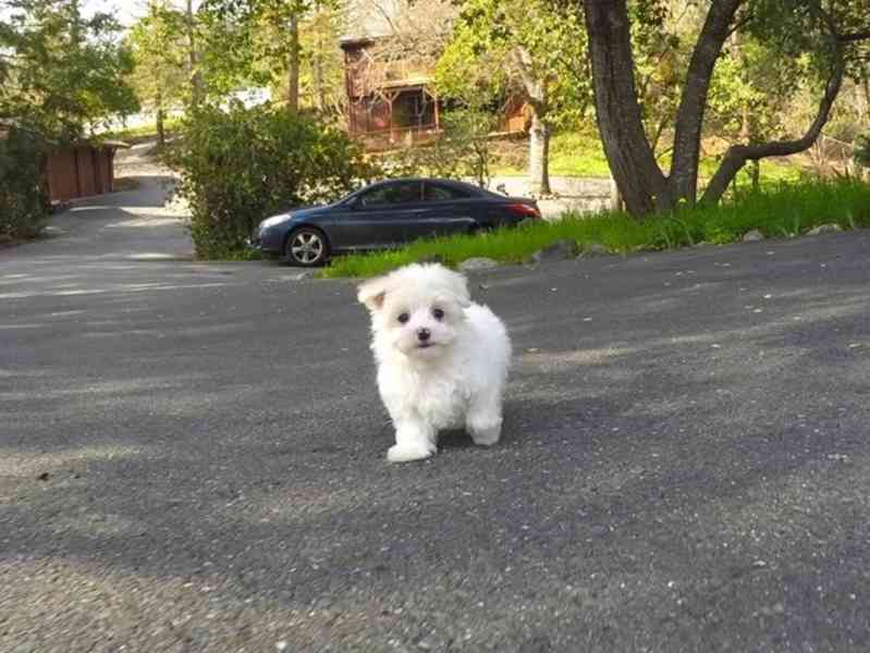 Štěňata maltézského ovčáka. whatsapp nás: +447490124950 - foto 3