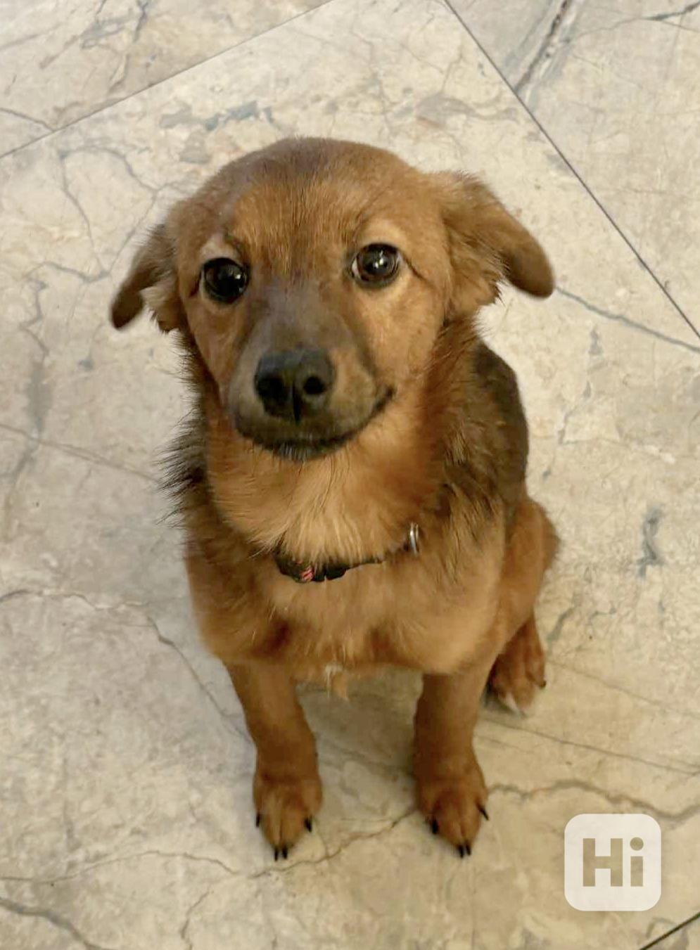 NELI a DELI - štěňátka 5 měsíců  - foto 1