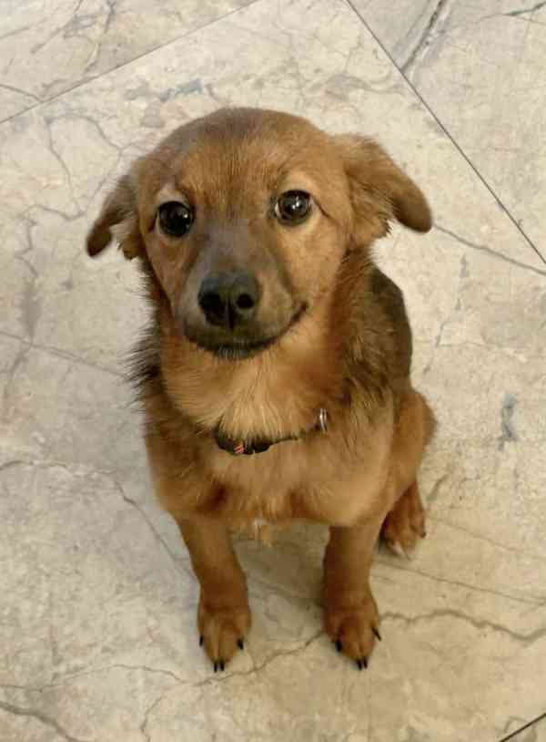 NELI a DELI - štěňátka 5 měsíců  - foto 1