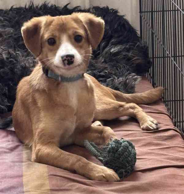 NELI a DELI - štěňátka 5 měsíců  - foto 3