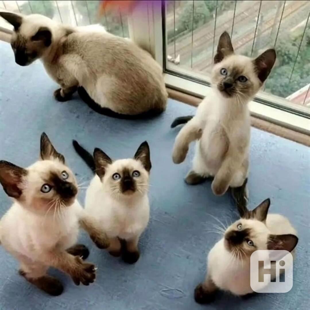 rozkošná siamská koťátka k adopci - foto 1