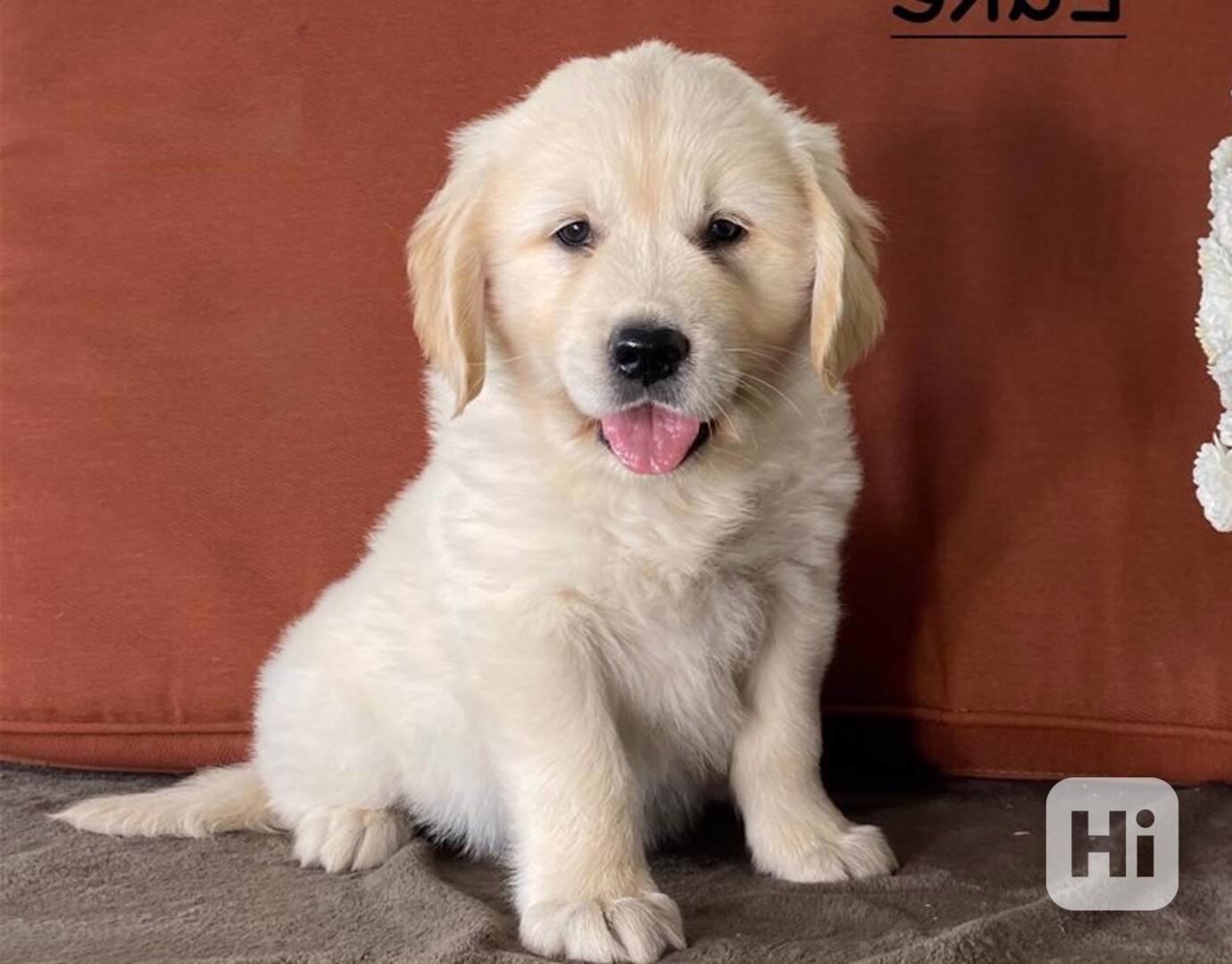 Štěňata zlatého retrívra - foto 1