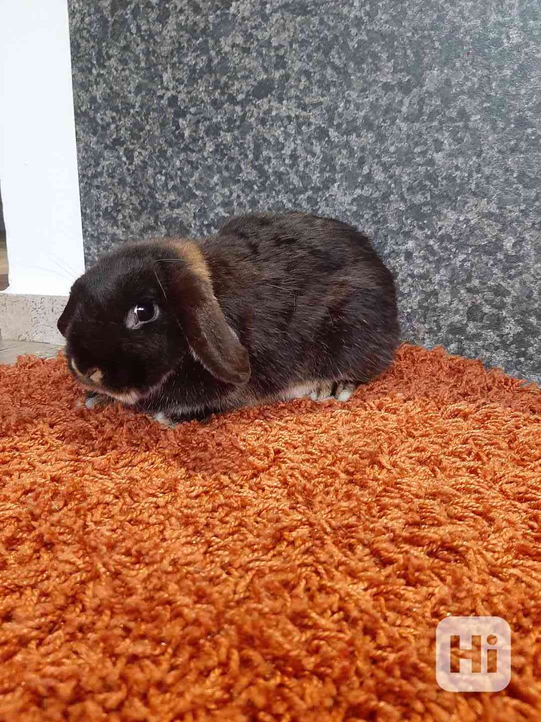 Zakrslý králík-beránek  - foto 1