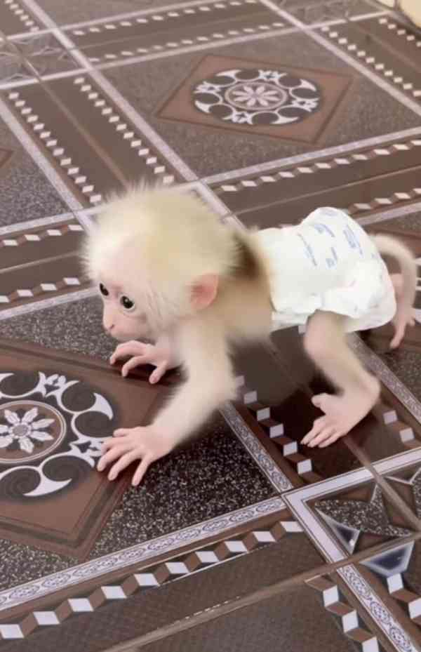 Zdarma kapucínská opice pro milující rodinu - foto 1