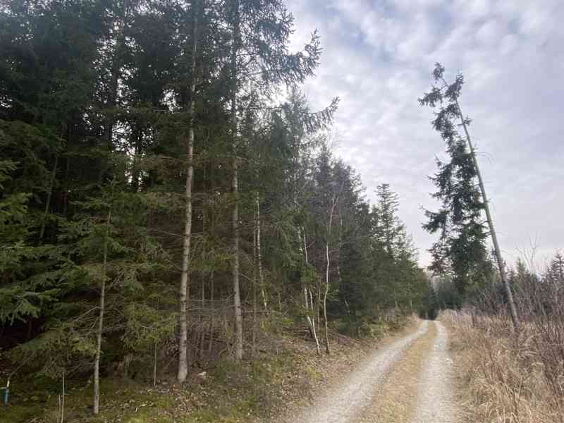 Lesní pozemek Červený Hrádek u Dačic - foto 2