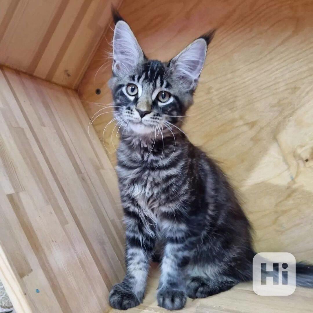 Koťata Maine Coon - foto 1