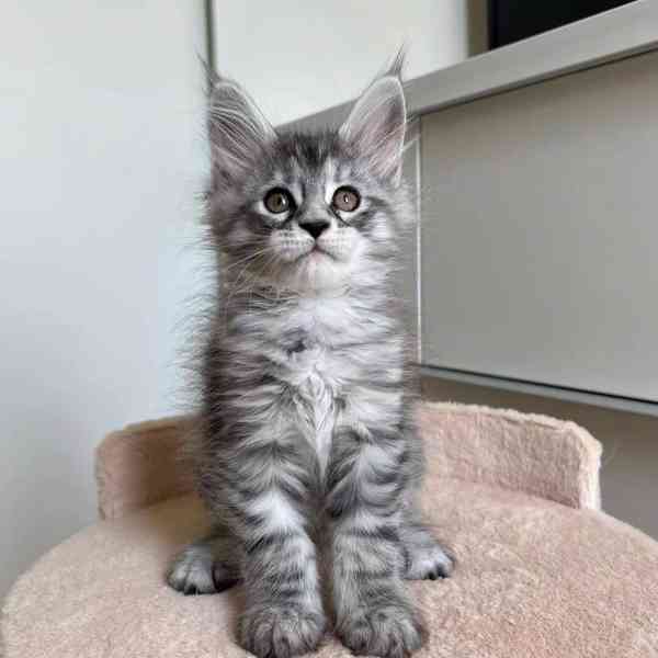 Koťata Maine Coon - foto 4