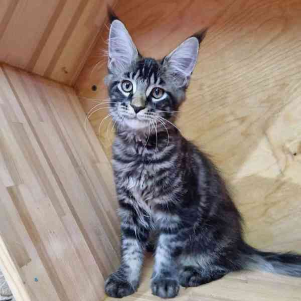 Koťata Maine Coon - foto 1