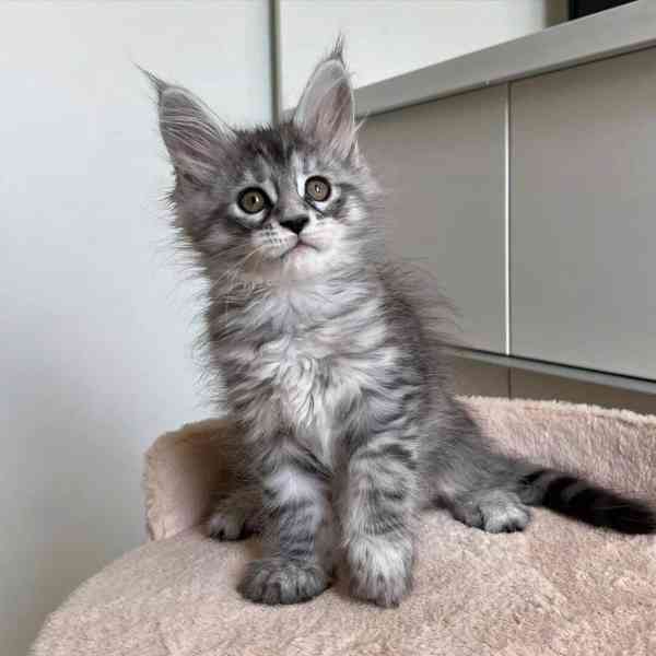 Koťata Maine Coon - foto 3