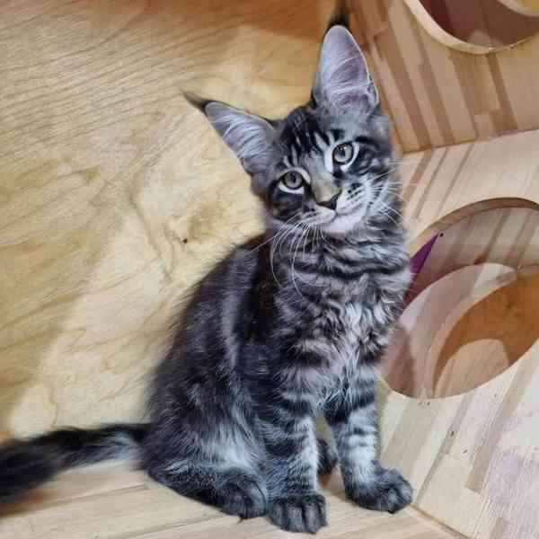 Koťata Maine Coon - foto 2