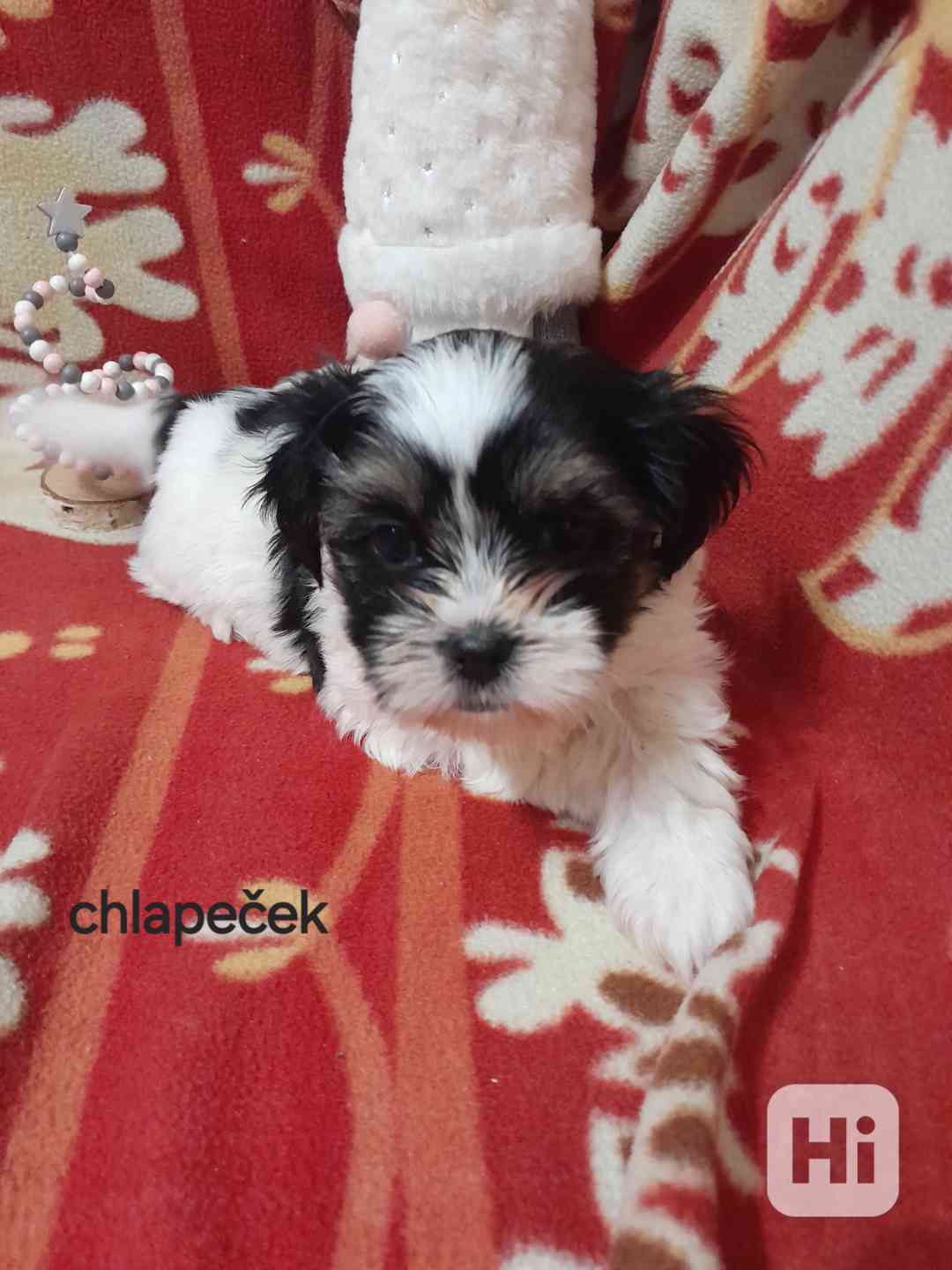 Jorkšír Biewer teriér  - foto 1